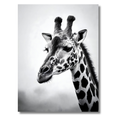 Jirafa Elegante – Cuadro Animal Blanco y Negro con Estilo Sofisticado