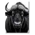 Búfalo Imponente – Cuadro Animal Blanco y Negro con Fuerza Salvaje