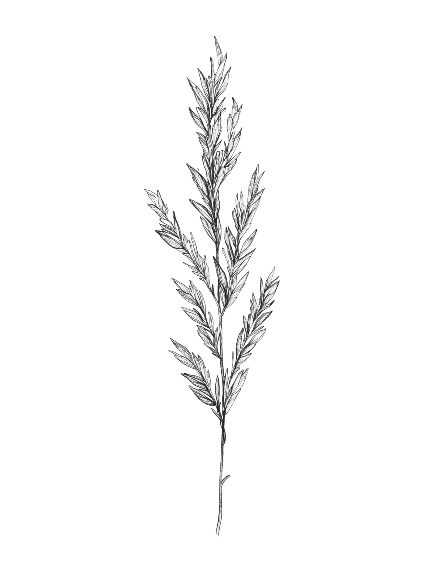 Botánica en Blanco y Negro: Ramas de Ciprés