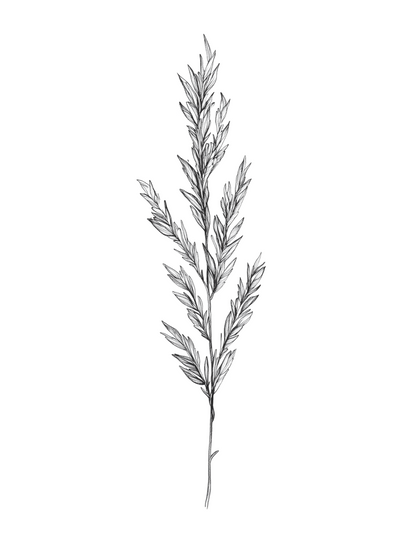 Botánica en Blanco y Negro: Ramas de Ciprés