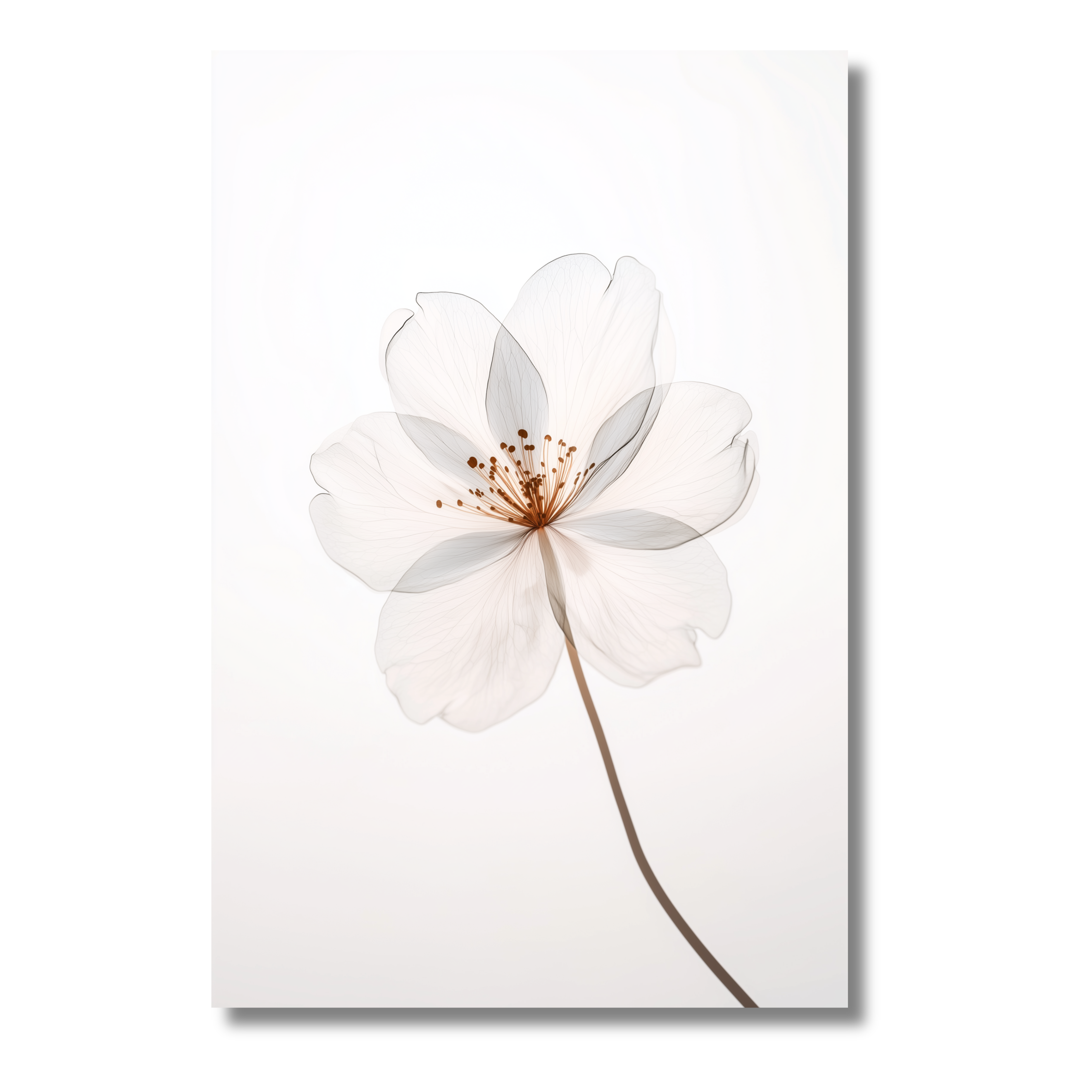 Flor Blanca Minimalista – Lámina Elegante de Estilo Japonés