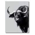Búfalo de Perfil – Cuadro Animal Blanco y Negro con Fuerza Natural